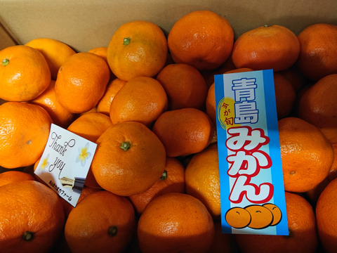 静岡奥浜名湖産太陽さんさん青島みかん(7kg)：静岡県産のみかん