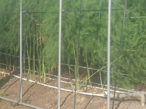 信州高原産 アスパラガス (1Kg)