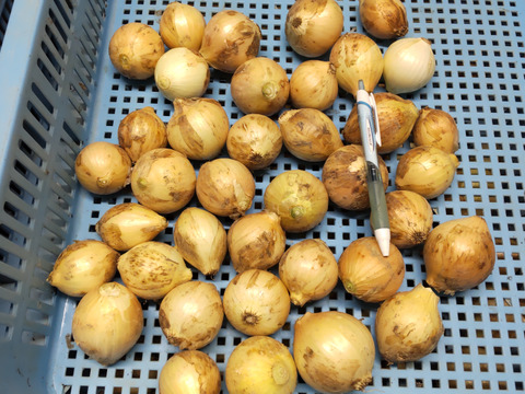 スッキリした味わいの玉ねぎ（ピンポン玉サイズ）1.7kg