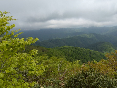 【太くて旨い】月山竹/すずこ/根曲がり竹/チシマザサ/標高800m以上の高地採取もの/並～中太【2kg】