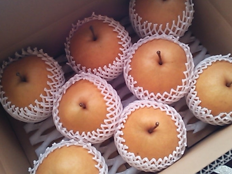 鳥取産・希少種「新雪梨5㎏(8～12玉入り)」