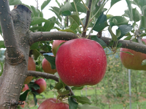 初掲載！紅みのり約5kgやっと実りました。暑い時期収穫りんごの中で日持ちする品種です。硬い/甘味酸味のバランスが良いですよ「紅みのり」担当高橋のお薦め品種。お陰様で残り１セットになりました。（＾人＾）