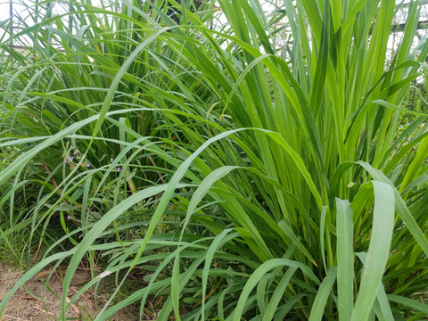 自然栽培ハーブセット小（３～４種類）