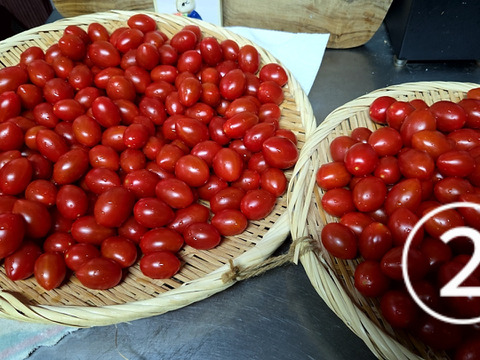 『みんなで分けられる』フルーツミニトマト（３kg）シェアに最適！