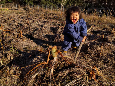 【自然栽培】栗のようにホクホク甘い里芋 八つ頭 1kg 里芋好きの方にはもちろん！苦手な方にもオススメ♪