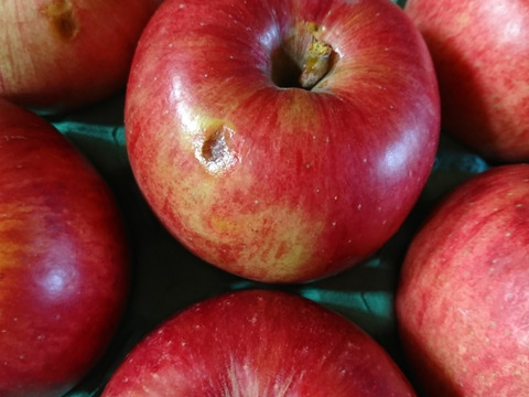 秋田から　つがる5キロご家庭用20～18玉　食べきりサイズ