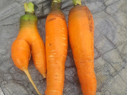 訳あり、自然栽培の人参5kg