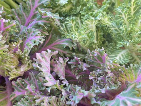 【自然栽培🍀60サイズ】春を感じる🌸採れたて！旬菜セット