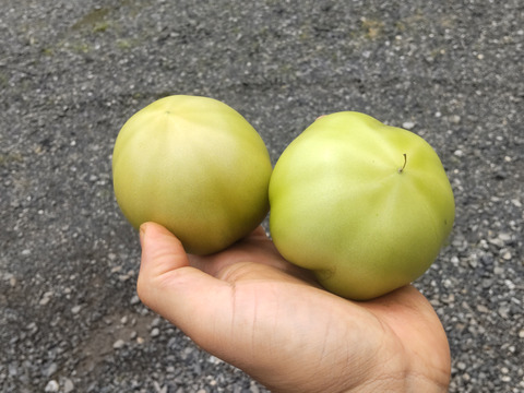未成熟の青もぎトマト 2kg・バラ