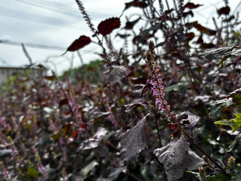 【自然栽培🍀自家採種 】赤しその実５０g・美味しい簡単レシピ付き