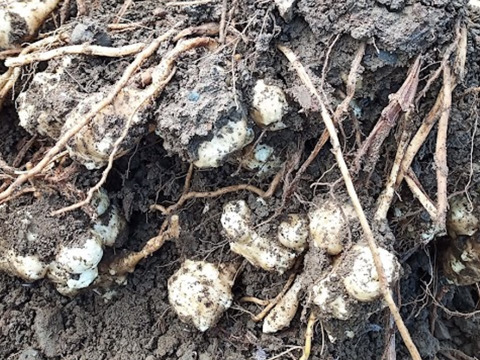 高知県産【土付き】ほっこり白菊芋 4kg　自然栽培