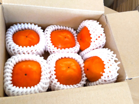 幻の柿「陽豊」（秀品12個）