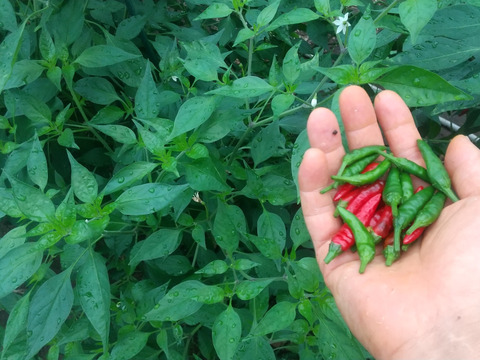 【11/19更新】シャキシャキ青パパイヤとサラダ野菜セット