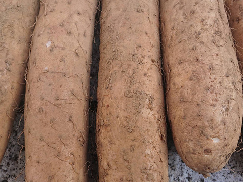 長芋掘りました！1本辺り約６００㌘が５本入ってます。
疲労回復に滋養強壮に美肌効果にも良いですよ。値下げしました。