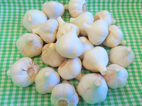 自然栽培 ちびっ子にんにく 3kg 青森県産 食べチョク 農家 漁師の産直ネット通販 旬の食材を生産者直送