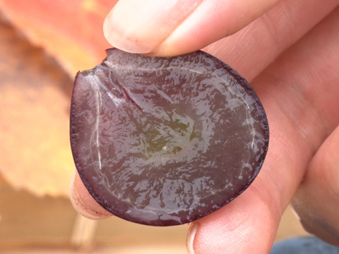 「牧丘天空の丘　幻のキング巨峰」 約1kg(2～3房)10月1日～発送