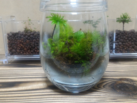 たまご型 苔テラリウム 手のひらサイズ高さ約10cm 蓋使用時13cm ガラスポット 内容量１ヶ 観賞用 花 植物 岐阜県産 食べチョク 農家 漁師の産直ネット通販 旬の食材を生産者直送