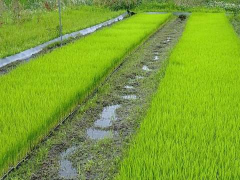 自然栽培のお米　20年以上　（23年度産　おいしい玄米10ｋｇ）昔の品種：朝日米　自家採取
