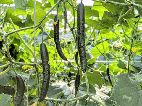 朝採り‼こだわり‼埼玉県産春きゅうり‼　(約2㎏)