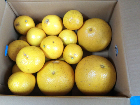 高知特産柑橘食べ比べ♪土佐文旦訳あり3〜4個（1.8〜2kg）＆小夏(別名：日向夏、ニューサマーオレンジ)無選別（約2kg）合計4kg ☆便利な文旦用皮むき器付き☆ 【食べチョク限定】【柑橘食べ比べ】