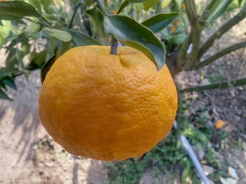 広島産 人気希少柑橘  はれひめ と 
レモン 合計 5kg