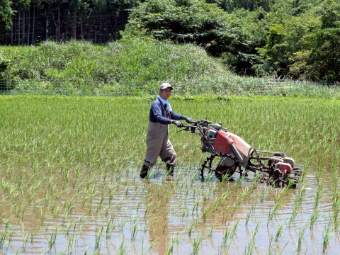 ★農薬・肥料不使用！ 自然栽培米　玄米5kg　令和７年度熊本県産　森のくまさん　※精米承ります（分づき米にも対応）★