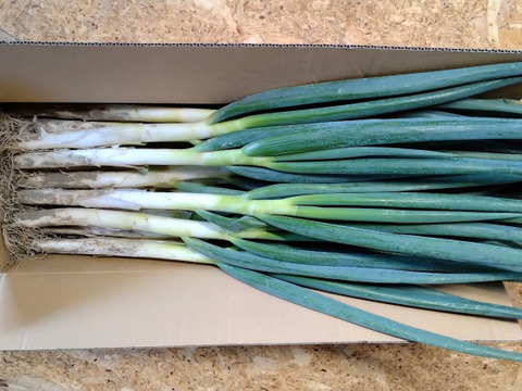 本庄の美人葱　約5kg