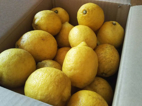 樹上熟成の爽やかな酸味！ 広島県佐木島のレモン約8.5kg【農薬・化学肥料・除草剤・ワックス・防腐剤すべて不使用】