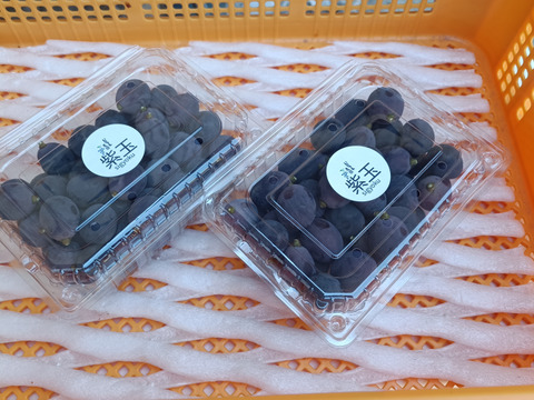 ご家庭用、訳あり紫玉(早生巨峰)1キロ粒