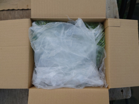 【低硝酸塩野菜】新鮮リーフレタスセット400g(3〜4株)おためしパック