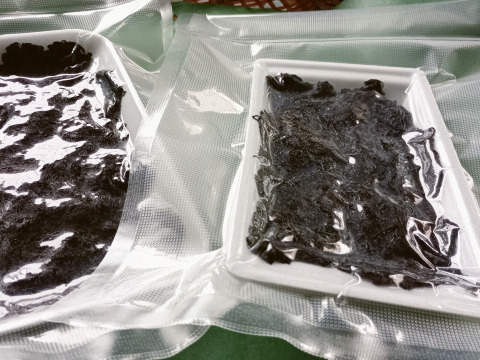 【期間限定】山形県産岩のり -５０ｇ