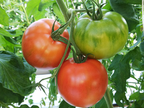 クロネコさんでのお届け希望の方「王様トマト」１.8ｋｇ箱・品種名：「ごほうび」