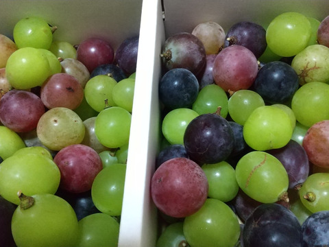 MIX 粒　1.5kg（シャインマスカット入）