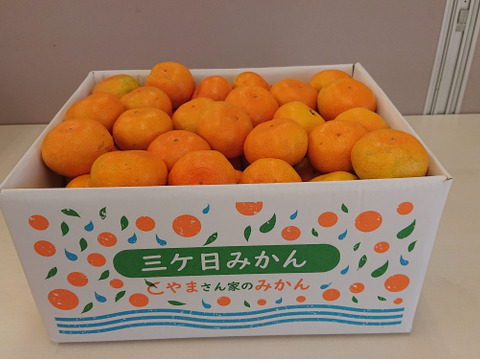 三ヶ日極早生みかん5㎏『糖度10.5度以上』光センサー選果 【サイズ2S