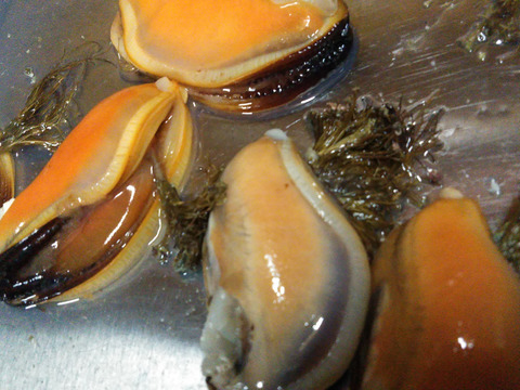 小泊産‼したんだめ1.5kgとしろけ2kgセット