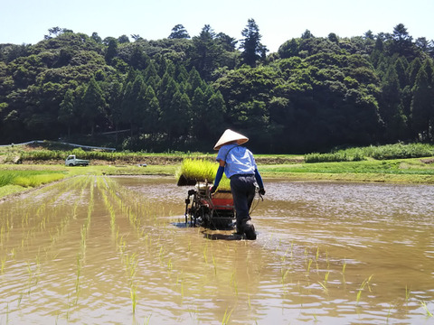 玄米4キロ
昭和のリバイバル玄米（肥料農薬不使用、自家採種、おだ掛け）