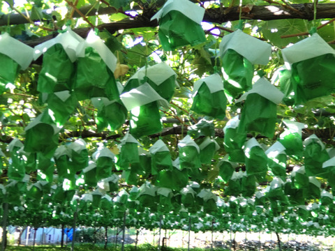 長野県産 「ナガノパープル」「シャインマスカット」 2房入り 合計900g