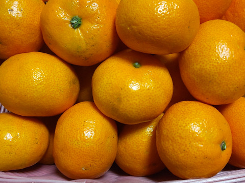 愛媛みかんの老舗厳選【濃厚な甘みと程よい酸味】みかん 3.5kg【愛媛県川上産】【冬ギフト】