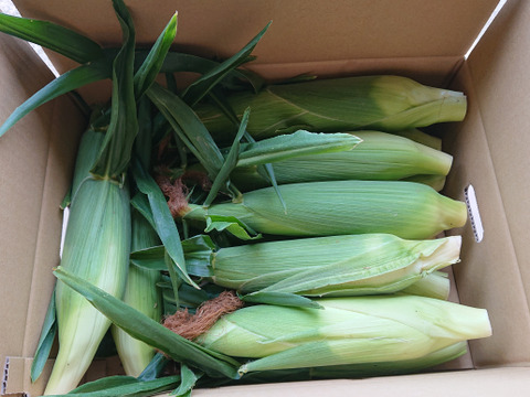 「一度お試しあれ！」　12本　あま～～い！！　【トウモロコシ】　✩ほしつぶコーン✩　　艶やかイエロー　【朝どれ】【夏ギフト】