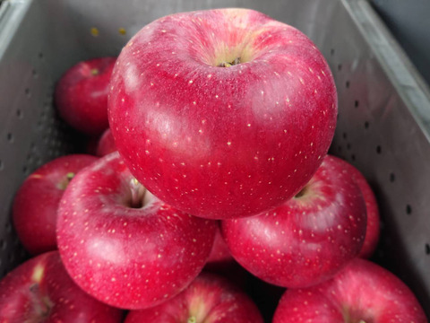 新作！！信州あずみ野のりんごで作った「コンポート」デザートにもお菓子作りにもどうぞ！！たっぷりサイズです。