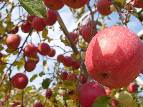 お得な訳アリ品！長野県認証栽培サンふじ5ｋｇ