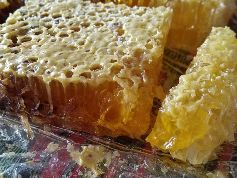 日本蜜蜂の巣蜜『極味』