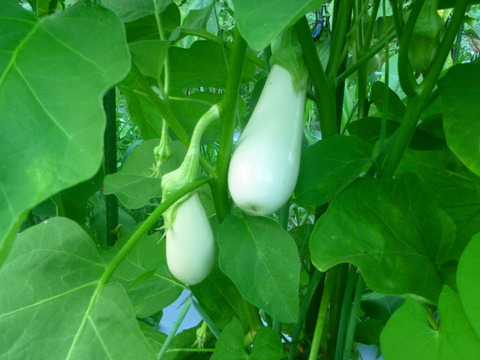 白と黒の力！白なす3個＆黒シシトウ500ｇ～農薬/化学肥料・不使用