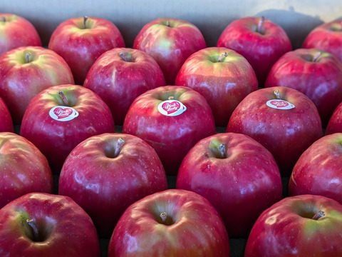 食べるシャンパン！『ピンクレディー®』2.5㎏　8～14玉サイズ
甘酸っぱく濃厚　全国流通量0.015％の希少種　長野県　標高600mの高原からお届け