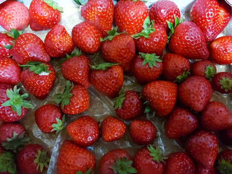 【訳あり！】あまりん大容量６５０ｇ以上