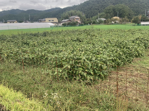 お買い得です　京丹波産　黒枝豆　採れたて　たっぷり1.2キロ　自然栽培