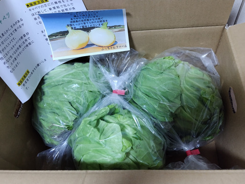 《数量限定》昨年大好評！！春を先取りの甘くて美味しい朝採り春キャベツ