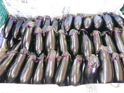 新鮮！朝採りのなす（５㎏）【終了間近（10/1 お届け分まで）】