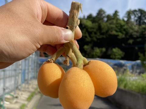 びわの発祥地！長崎県産ハウスびわ　1キロ