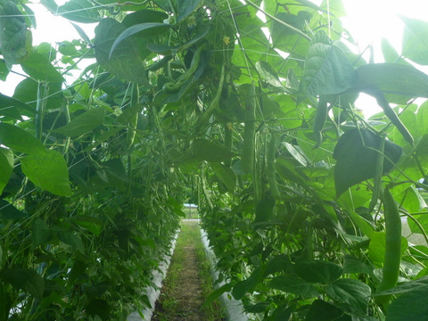 元気モリモリ＊モロッコいんげん＊1ｋｇ~農薬/化学肥料・不使用